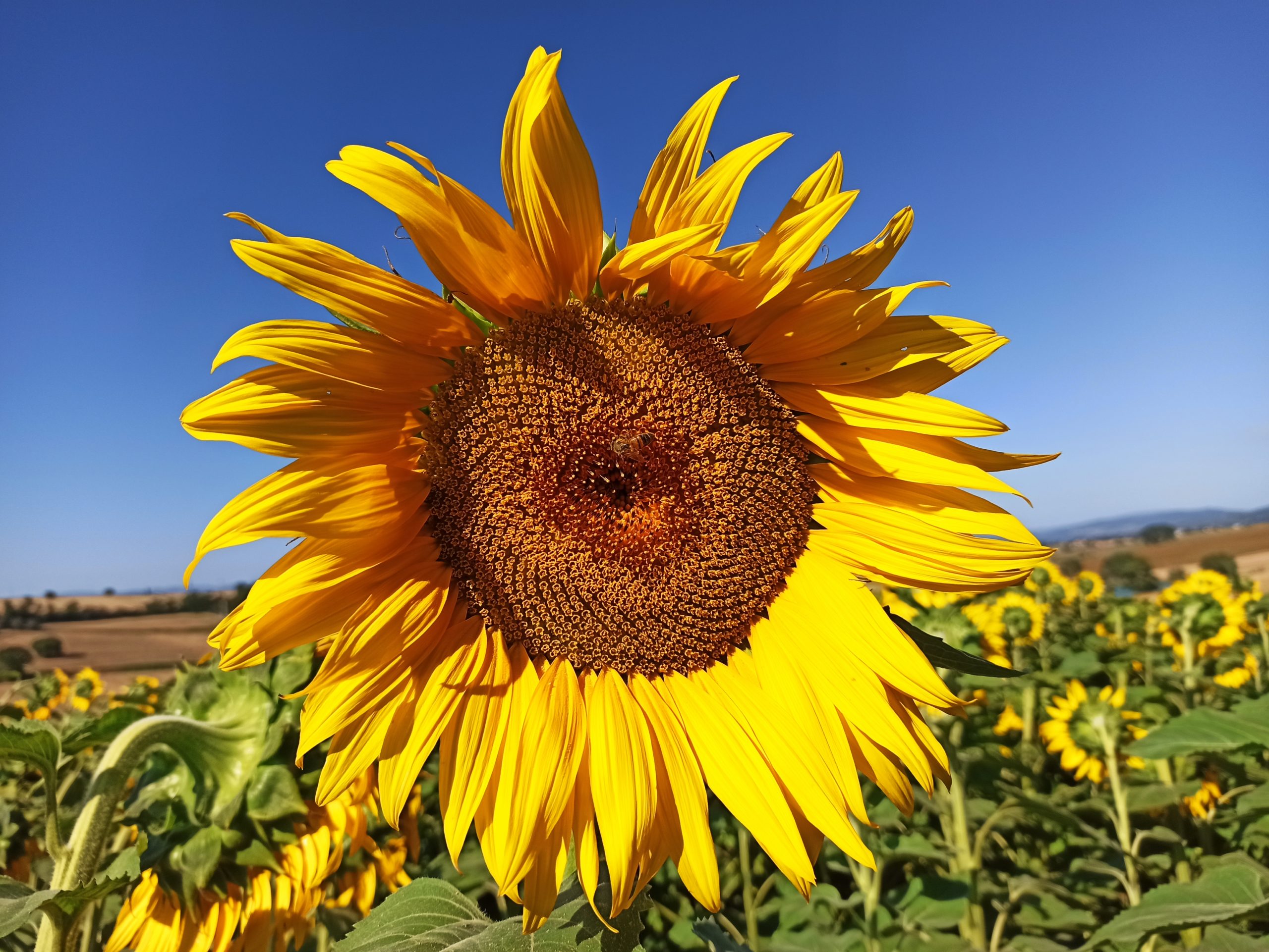 Girasole: nutrizione e difesa dalle infestanti