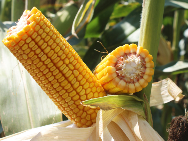 LG 31.530 (Limacelo)