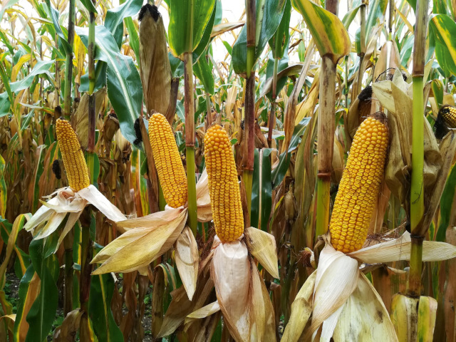 LG 31.325 LIMAGOLD BIO