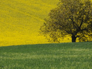 Colza: pronti alla semina