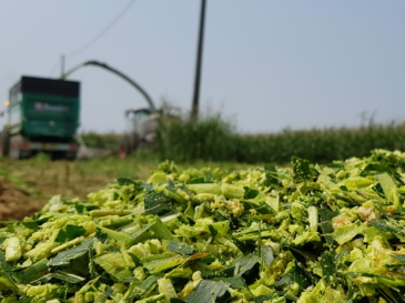 Trincia caricatrici: lavorano tanto, lavorano bene