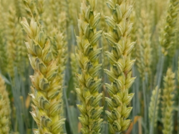 Cereali: Si avvicina la semina