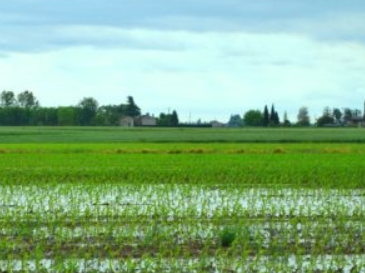 Piogge di maggio: previsioni in ribasso per il mais americano