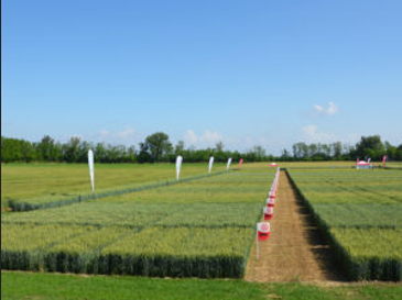 Cereali: la difesa a tutela delle rese
