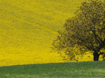 Colza e fine inverno: le principali esigenze della coltura