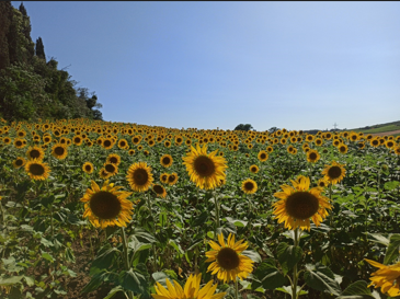 Girasoli ibridi: il diserbo è oggi più facile
