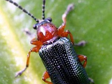 Larve di Lema Melanopa su frumento