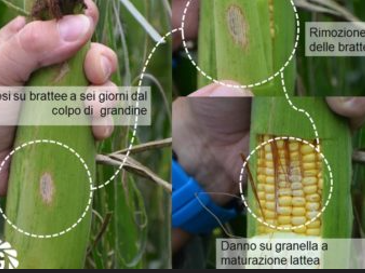 Fungicida fogliare su mais grandinato: esiste una sperimentazione?