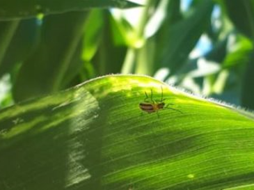 Prestare la giusta attenzione alla Diabrotica