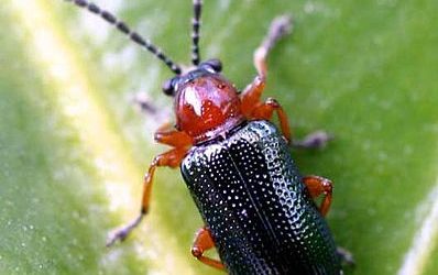 Larve di Lema Melanopa su frumento