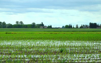 Piogge di maggio: previsioni in ribasso per il mais americano