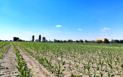 È arrivata la primavera?