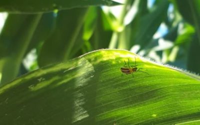 Prestare la giusta attenzione alla Diabrotica