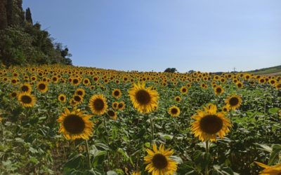 Girasoli ibridi: il diserbo è oggi più facile