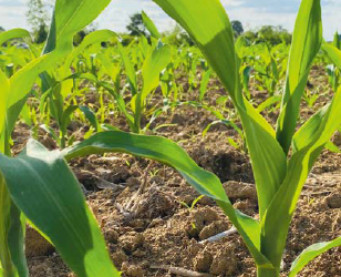 Come ridurre l’impatto dei rischi durante la stagione del mais