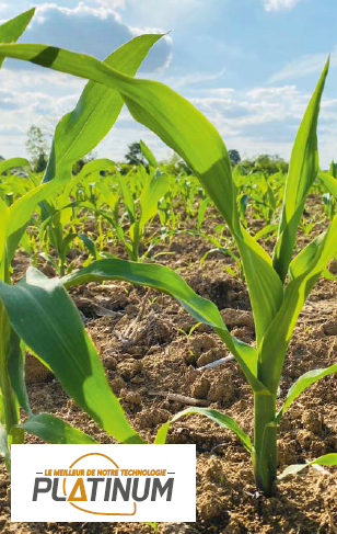 Come ridurre l’impatto dei rischi durante la stagione del mais