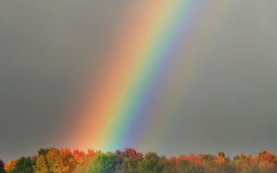 Raccolta di mais e soia: il meteo per l’autunno 2024