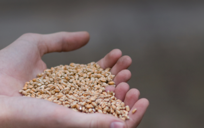 Semina di cereali e colza: Le prospettive meteo