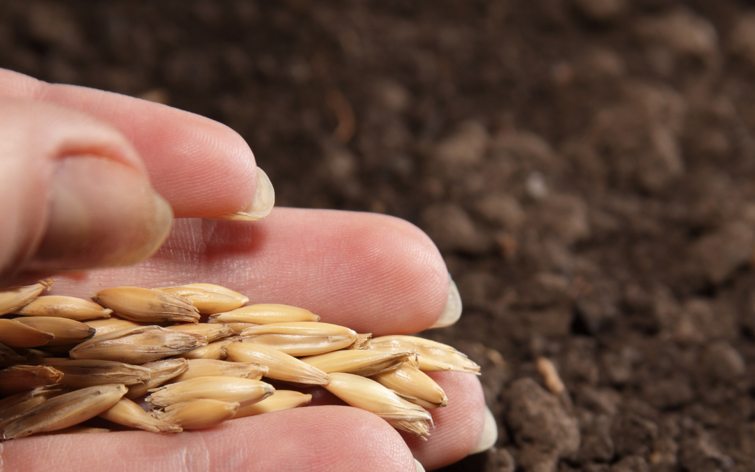 Densità di semina dei cereali: come dosare i semi